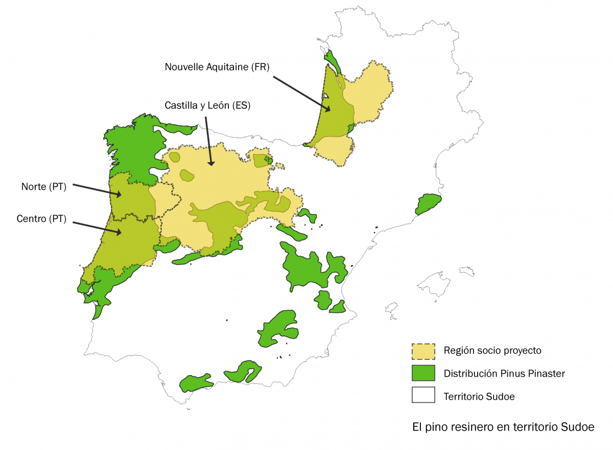 El pino resinero en el territorio Sudoe