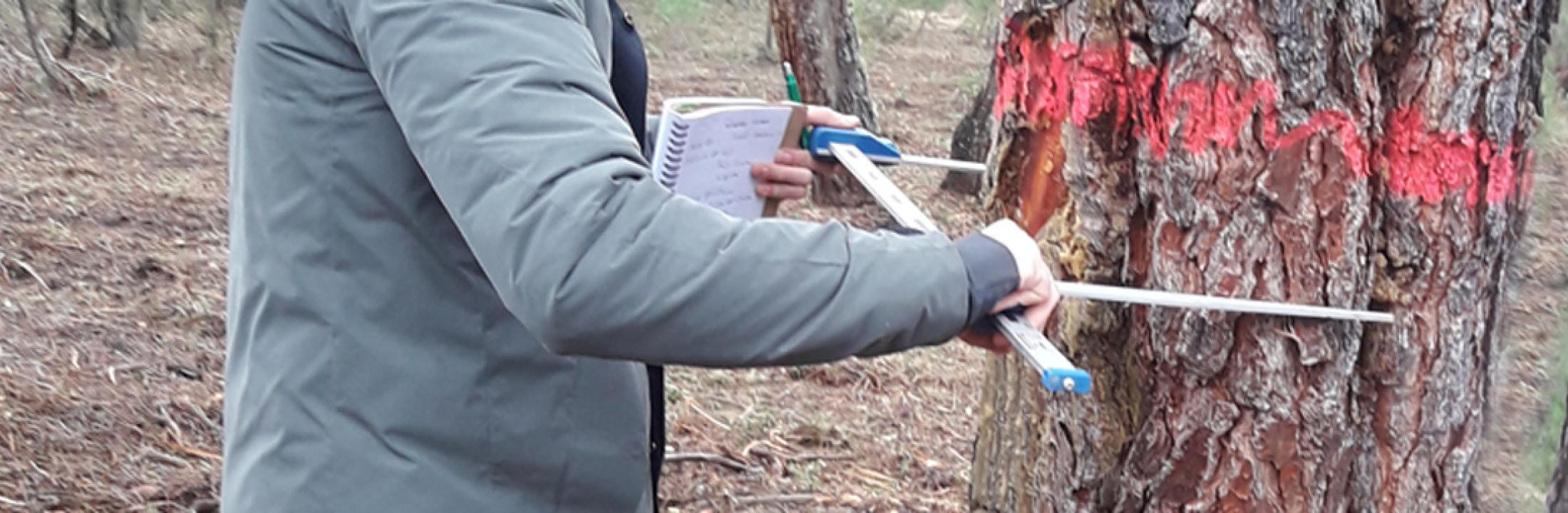 Madera resinada para uso estructural