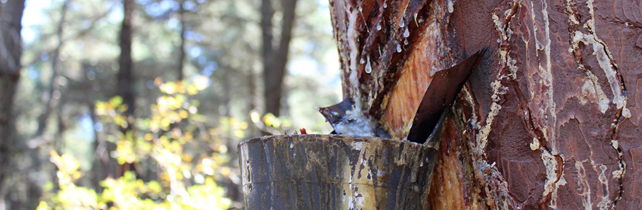 Resina, SustForest Plus, bioeconomía