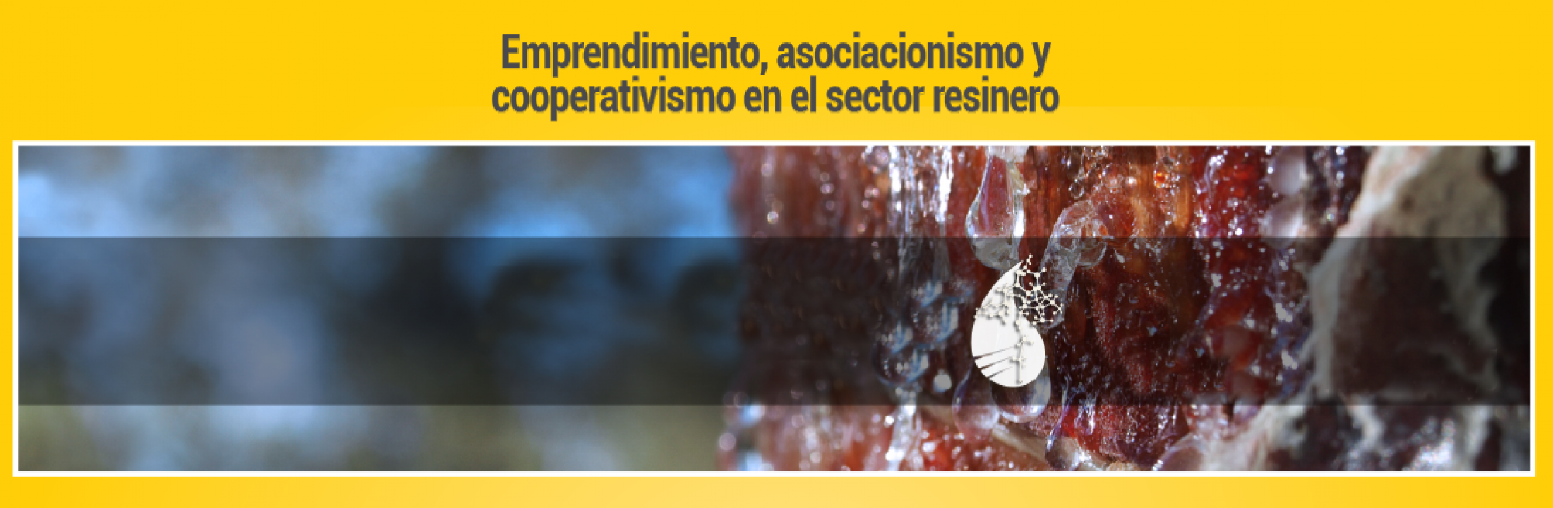 Curso de emprendimiento, asociacionismo y cooperativismo en el sector resinero