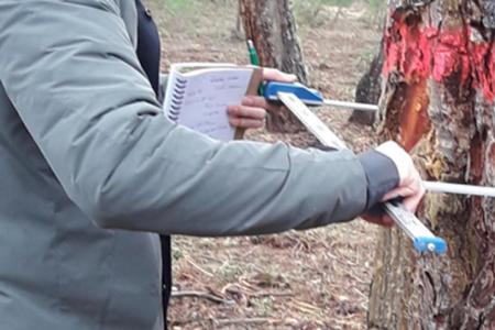 Madera resinada para uso estructural