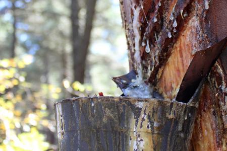 Resina, SustForest Plus, bioeconomía