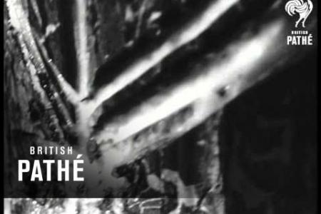 Embedded thumbnail for British Pathé - Pine tree tapping in Hungary. 1967